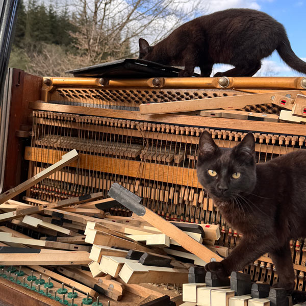 2 cats